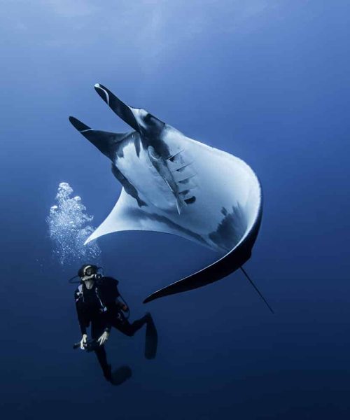 giant-ocean-manta-ray-with-scuba-diver-at-roca-par-2022-03-07-23-55-52-utc.jpg