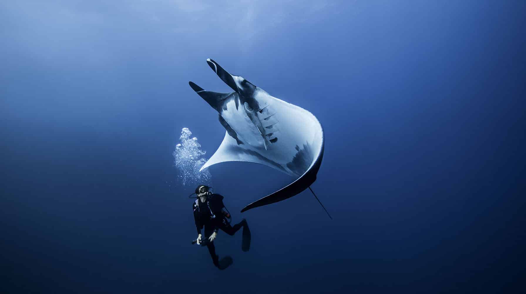 giant-ocean-manta-ray-with-scuba-diver-at-roca-par-2022-03-07-23-55-52-utc.jpg